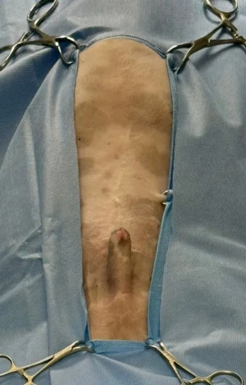 Ventral abdomen of male dog draped for surgery.