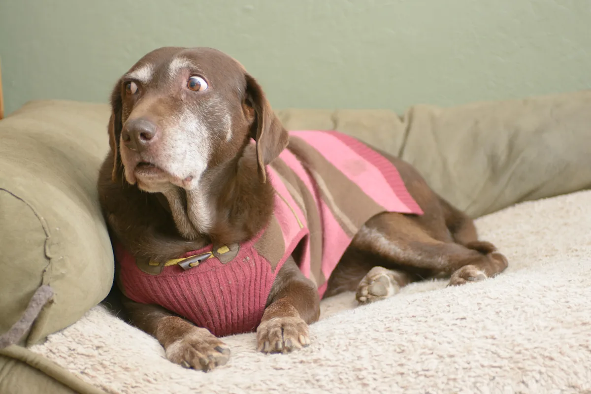 A brown dog resting on an indoor couch.