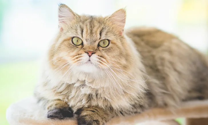 A cat resting on a cat tree looking into the camera.