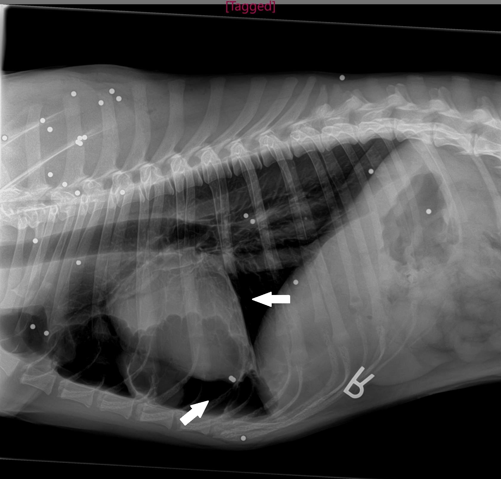 Veterinary Drugs and Therapeutics | Clinician's Brief