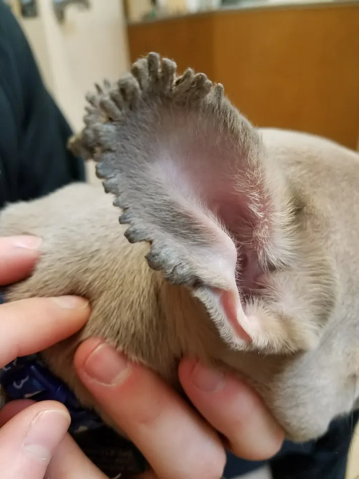 French bulldog with fringed pinnae.