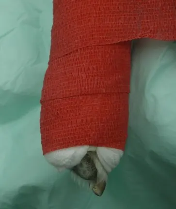 selected slide image