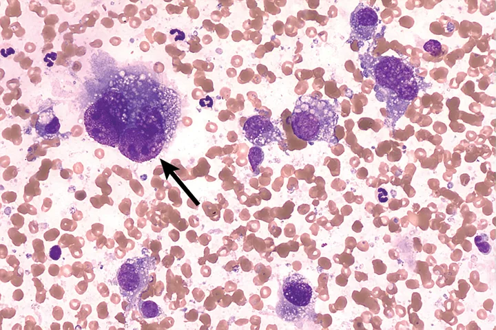 selected slide image