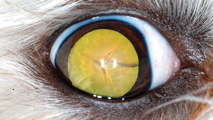 Canine hot sale juvenile cataracts