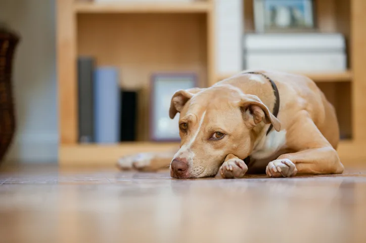 Medium to large breed dog lying on the floor with head on paws.