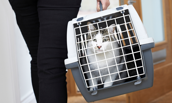 Angry Cat at the Vet  Fractious Cat Restraint 