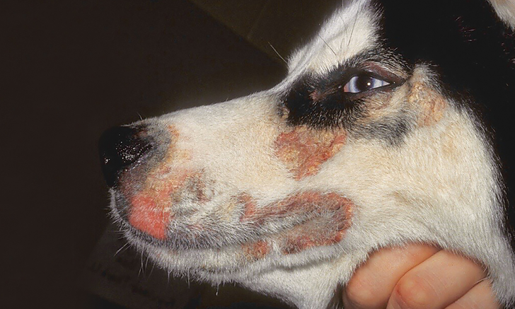 Dermatosis in Dogs | Clinician's Brief