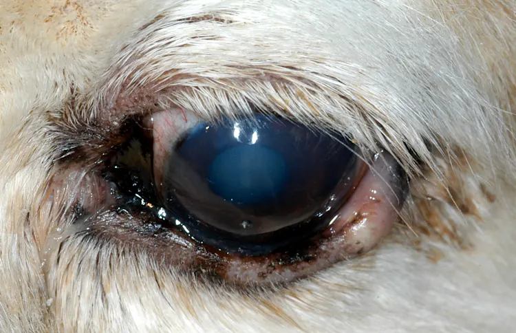 Identifying Causes of Eyelid Inflammation in Cats & Dogs
