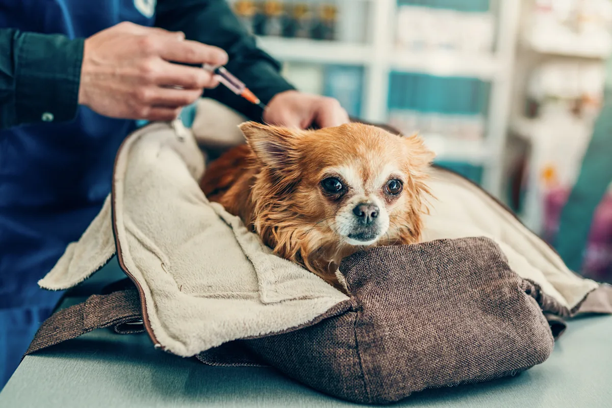 A veterinary professional about to administer a vaccine in a small dog.