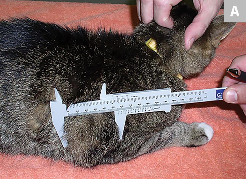 Feline InjectionSite Assessment Clinician's Brief