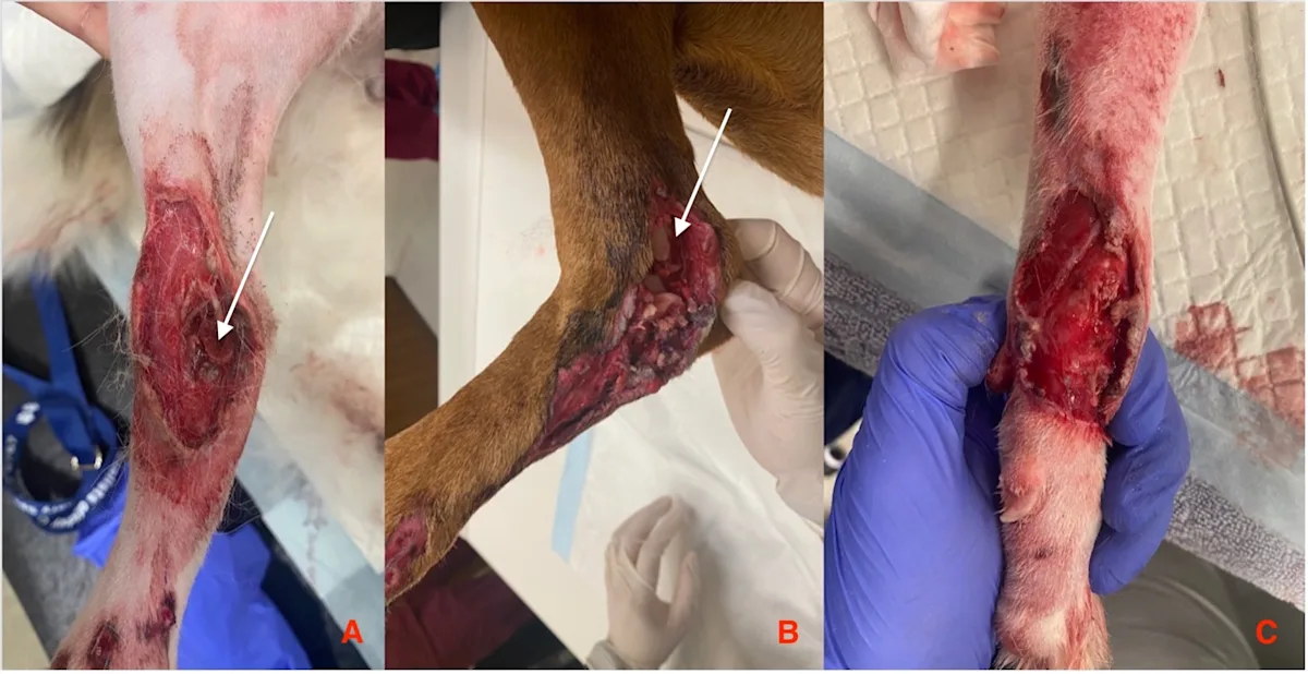 Severe injuries on the legs of a dog and cat.