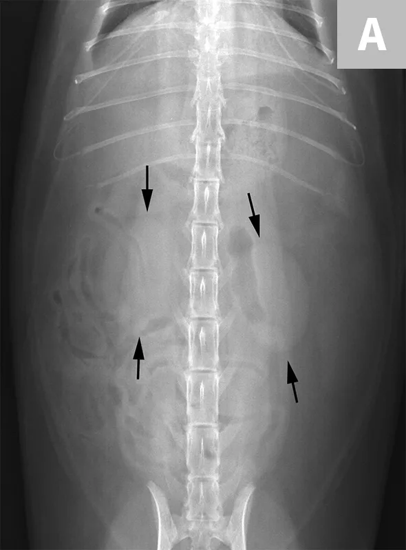 selected slide image