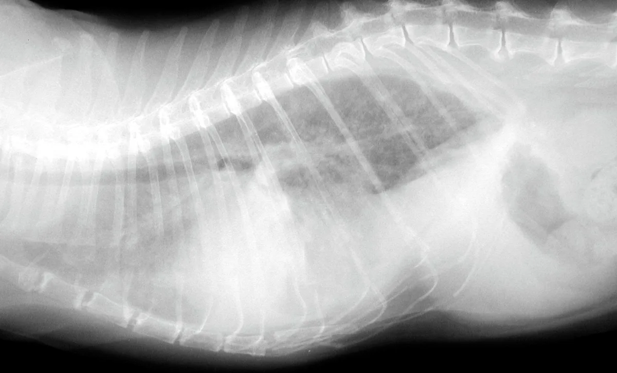 selected slide image