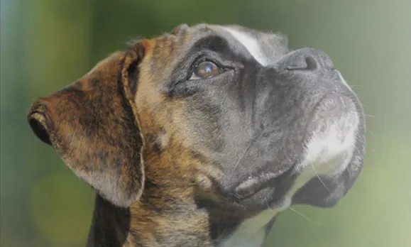 A close-up of a brindle Boxer dog with a focused expression, gazing upward against a blurred green background. The dog's ears are slightly perked, and its coat exhibits distinct stripes, highlighting its muscular build and attentive demeanor.