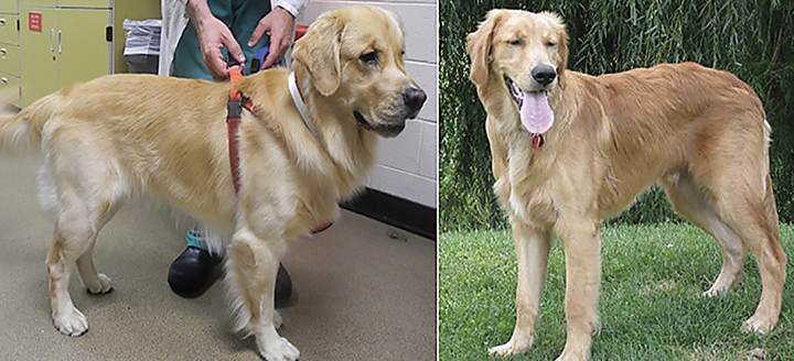 When should you neuter a best sale golden retriever