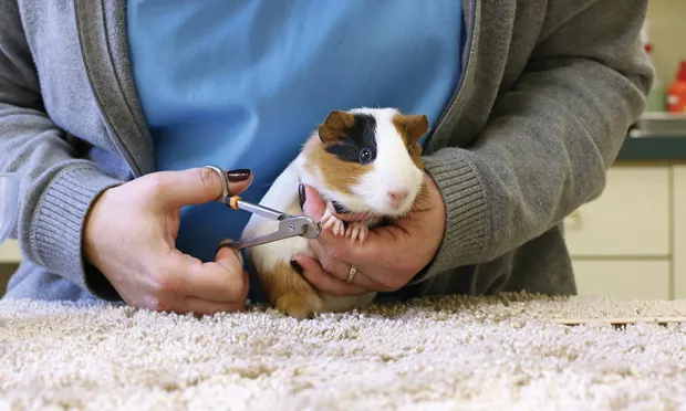 A veterinary professional clipping the nails of a Guinea pig.
