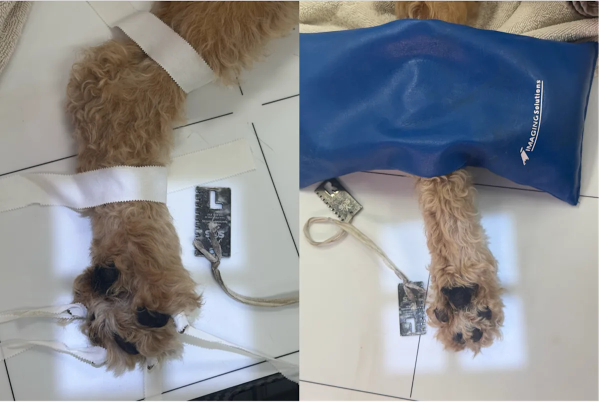 Two images showing positioning of the distal limb of a dog and radiographic beam collimation prior to obtaining radiographs.
