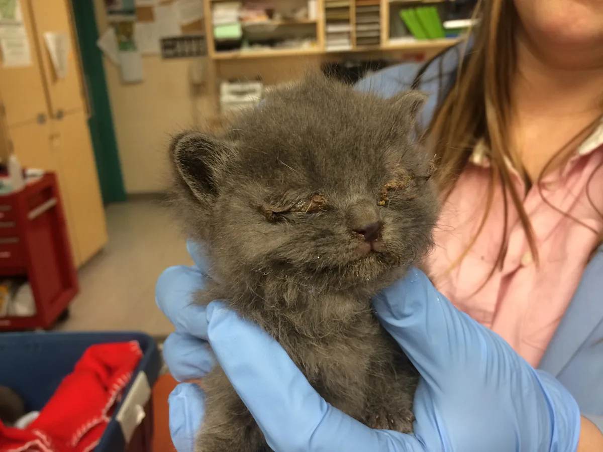 Kitten with crusted over eyes.