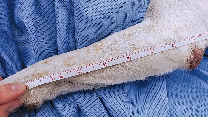A ruler iheld up to a dog’s antebrachium.