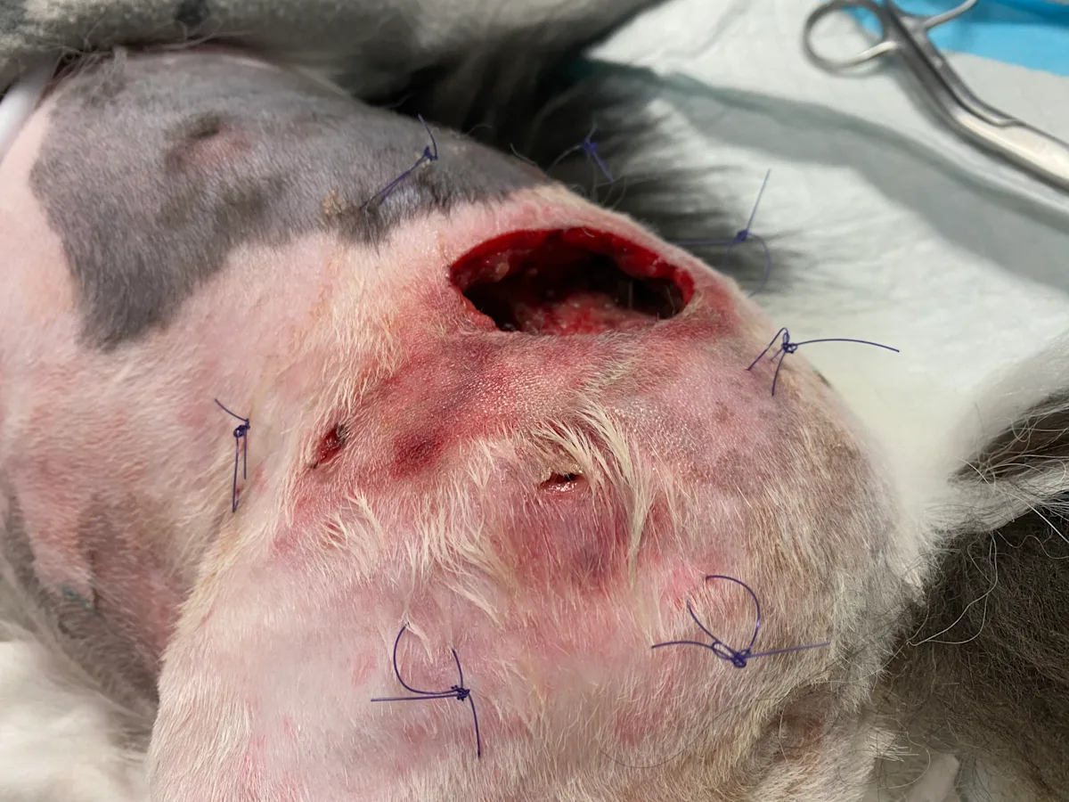 Dog prepared for a tie-over bandage.