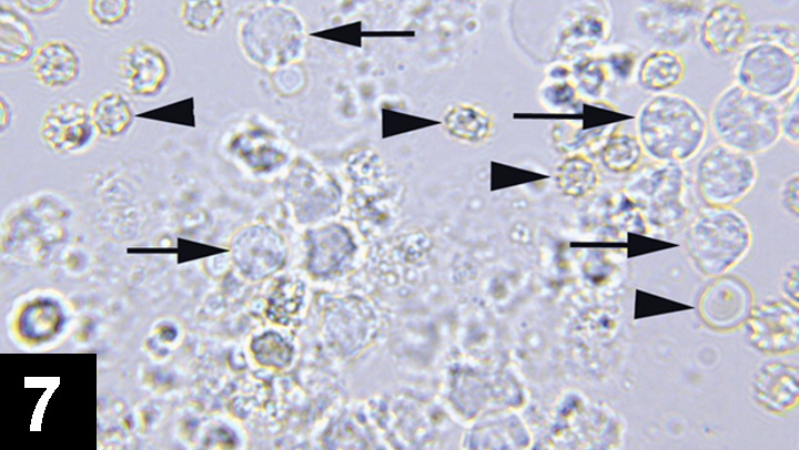 Struvite crystals in puppy sales urine