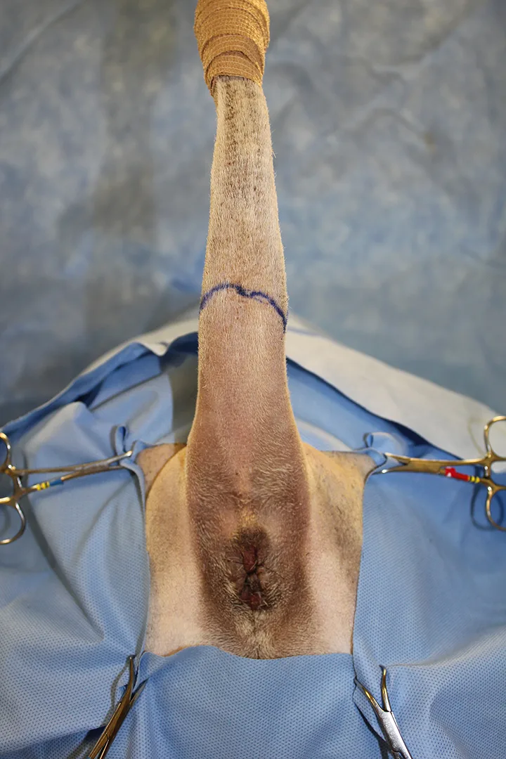 Draped caudal end of dog with distal tail taped and held upright revealing blue marker where incision will be made.