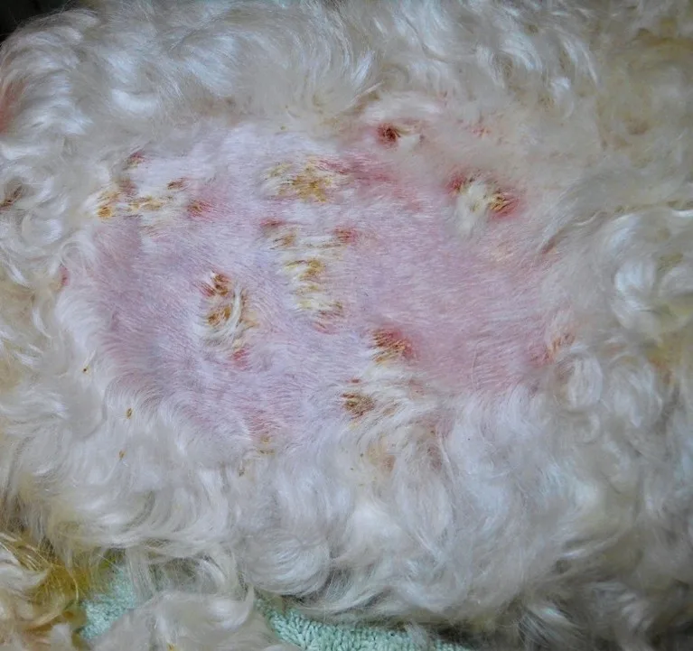 Irregular areas of thick, raised crusting on the trunk of a dog.