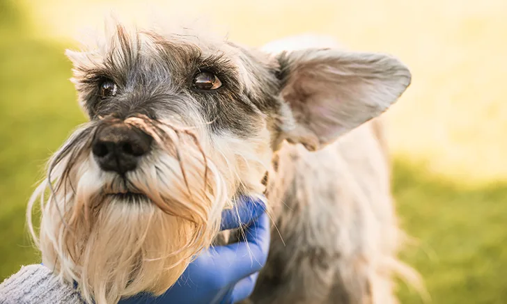 Close up of a Schnauzer