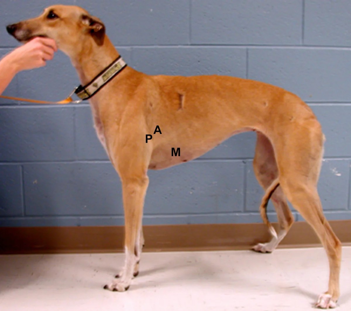 Left side view of a standing adult greyhound with the letter P located just above the elbow, the letter A slightly above and behind, and the letter M below and behind on the lateral thorax near the sternum.
