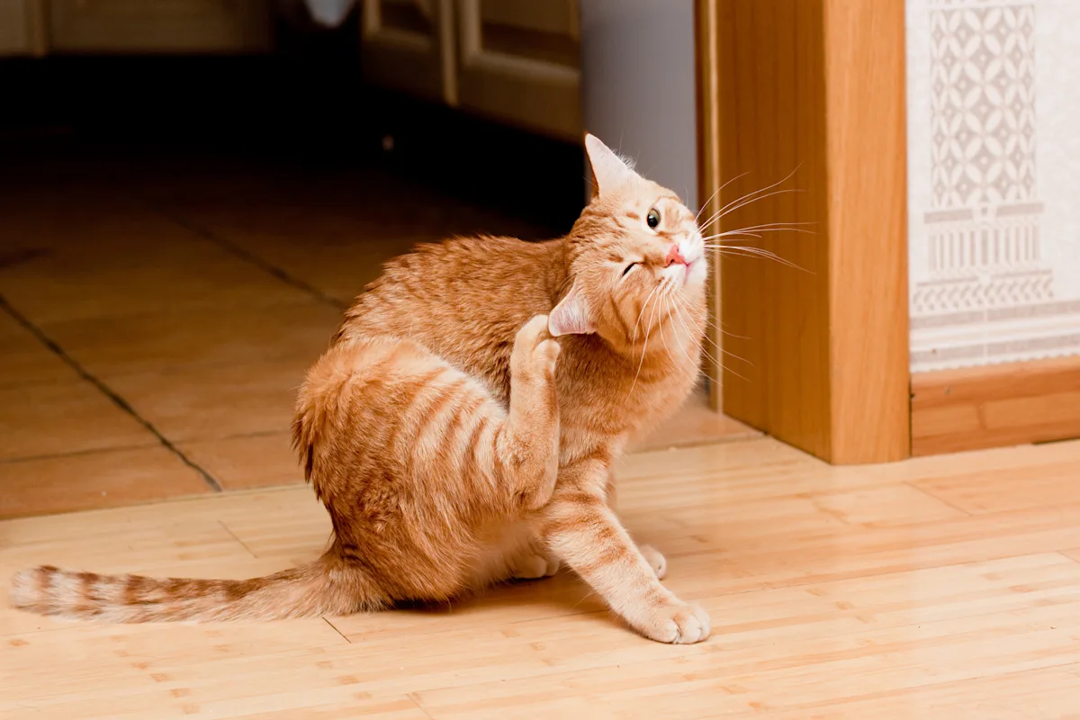 An orange cat scratching its ear on a wooden floor.