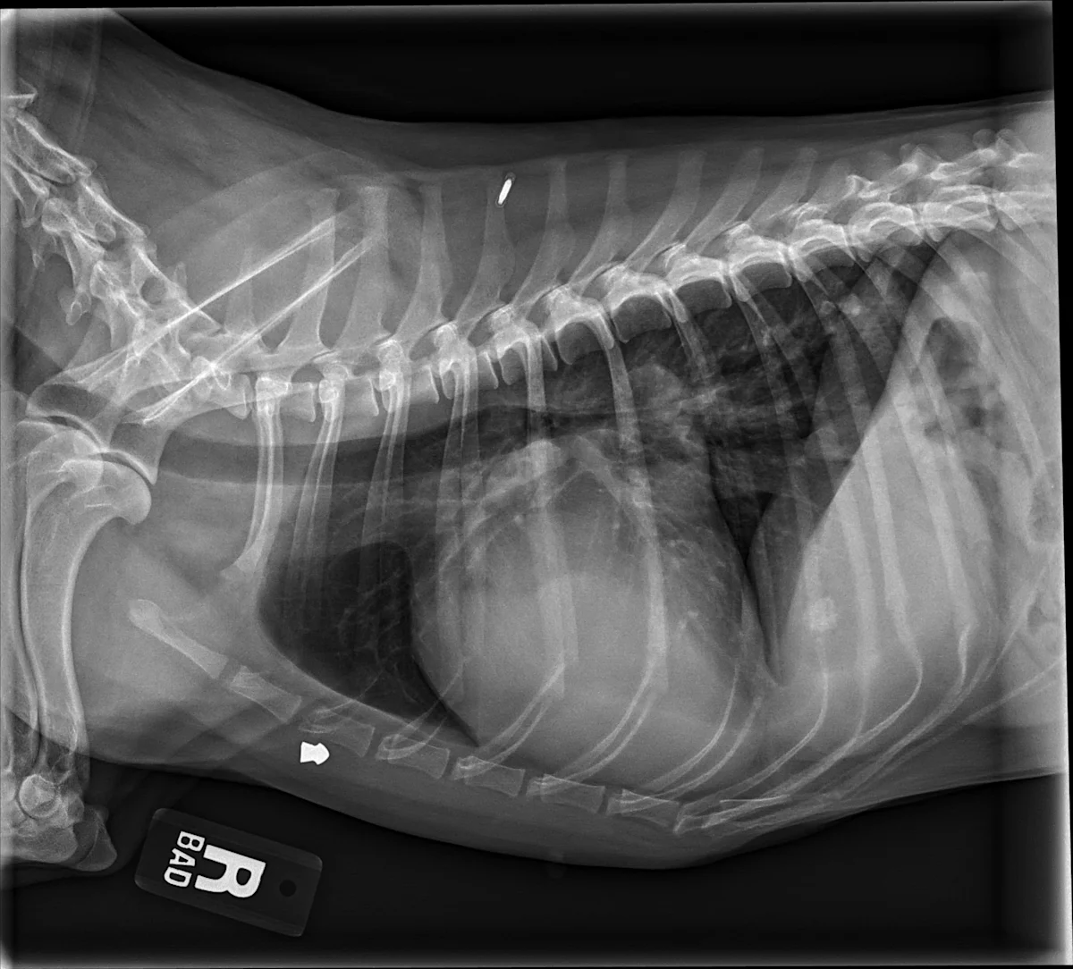Radiographs in a dog.
