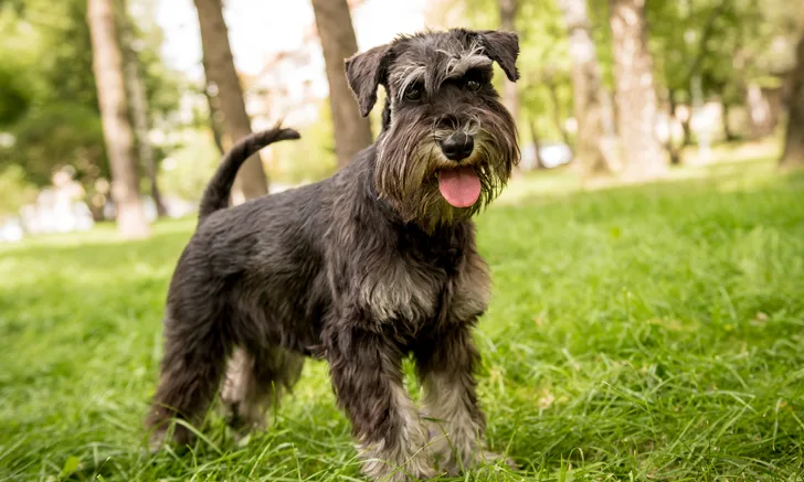 a black terrier standing on grass