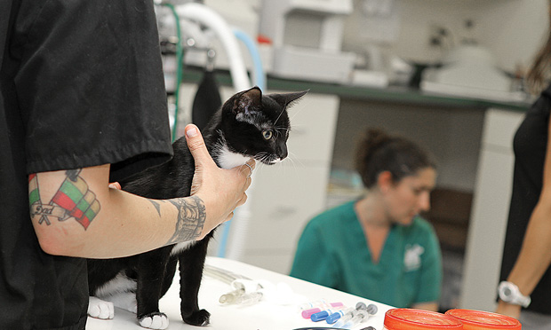 4 Year Anniversary Since New York Bans Pet Tattooing