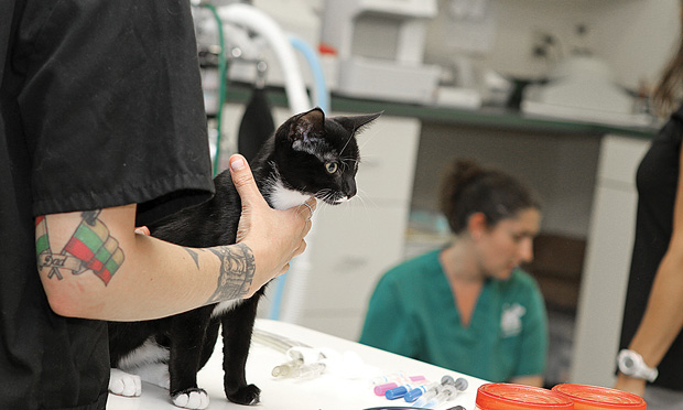 ZEN TATTOO  watercolor splashes added to veterinarian