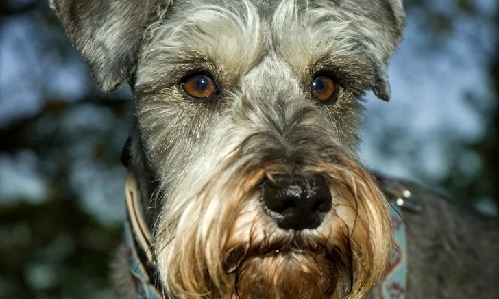 Schnauzer pancreatitis outlet diet