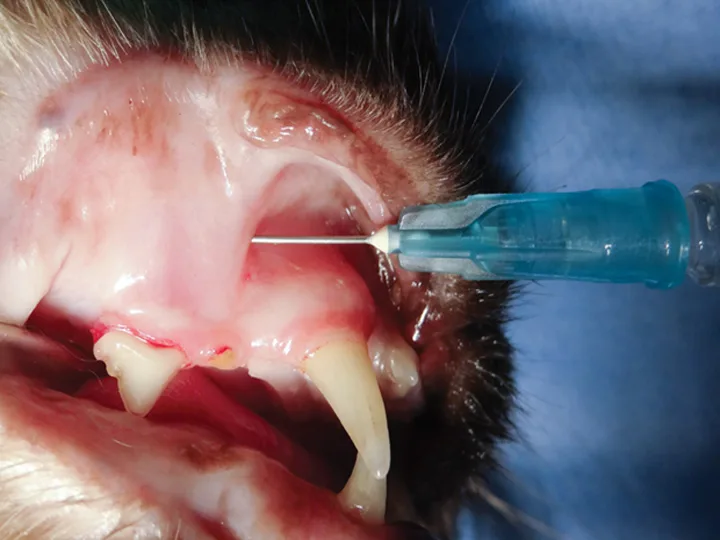 Two photos: a feline skull with a needle inserted into the infraorbital foramen, and the same procedure in a live patient. 