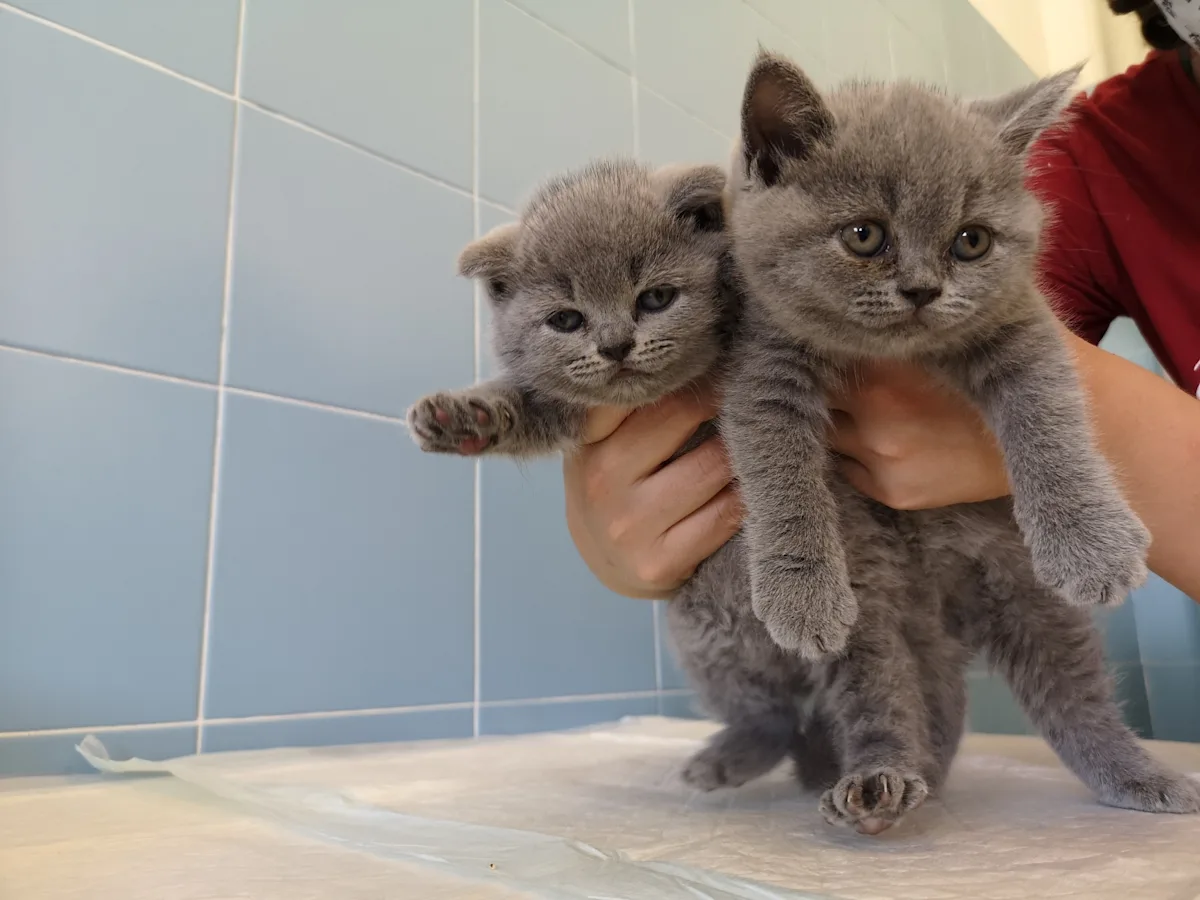 A: Two gray kittens being held vertically. B: Mouth of a kitten being held open to show the teeth.
