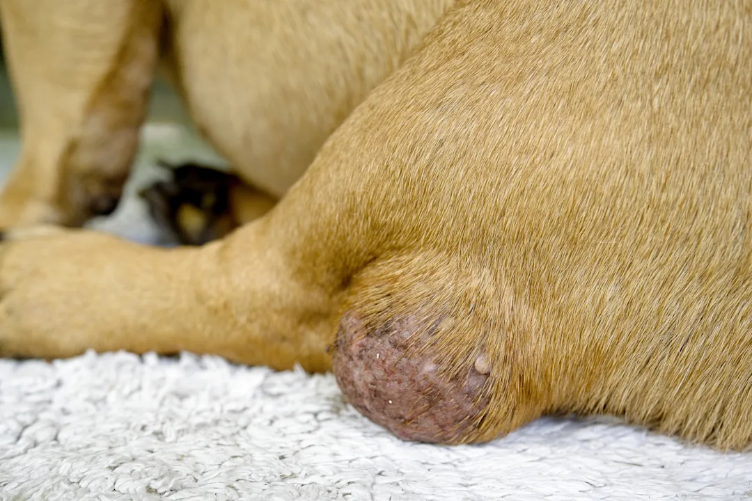 Continuing Education for Veterinary Professionals | Clinician's Brief