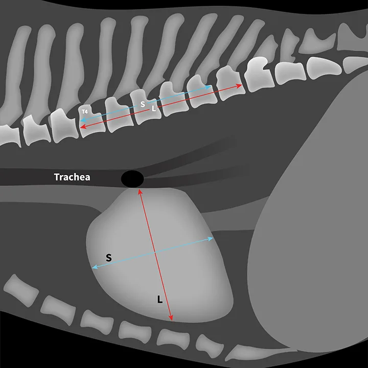 A diagram of a lateral heart and thoracic vertebrae illustrating measurements used to calculate vertebral heart score.