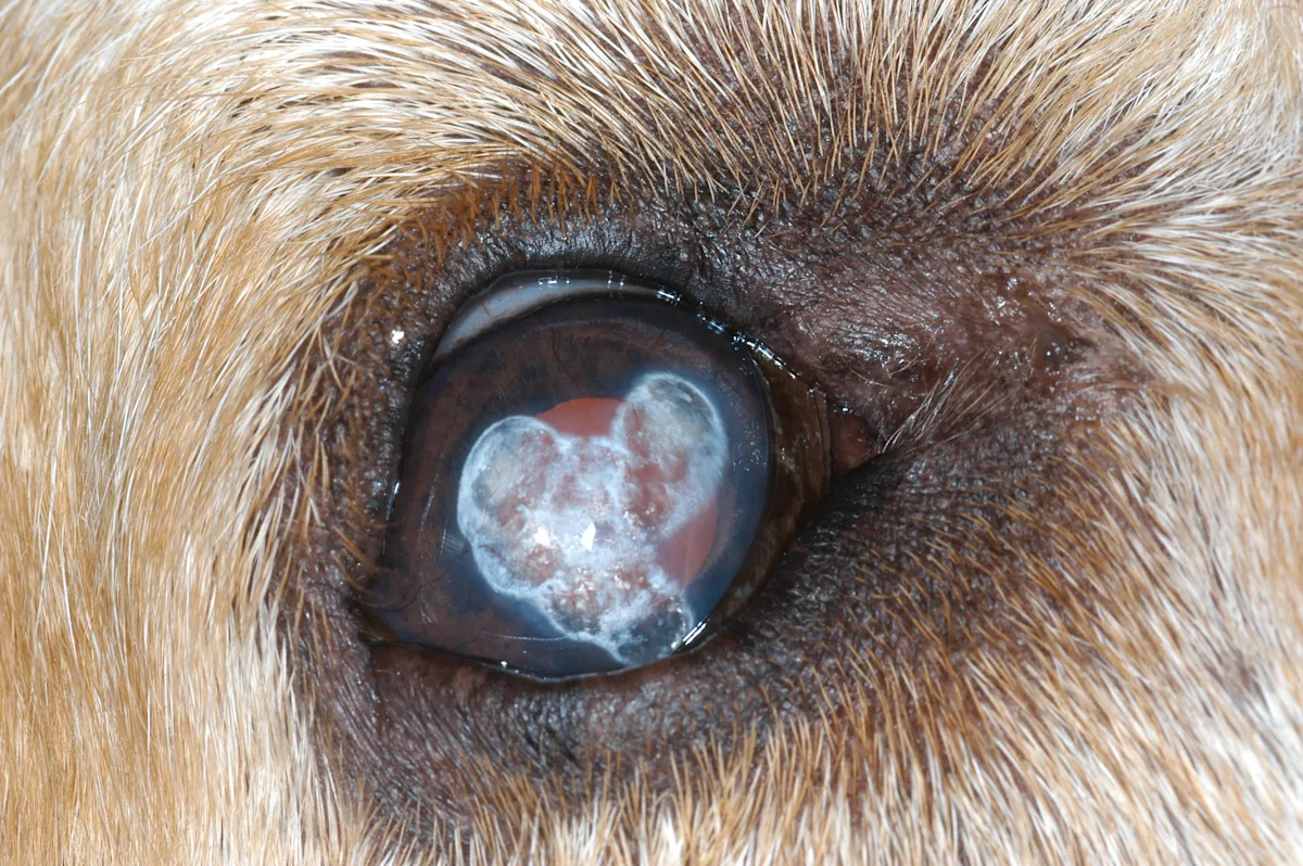 A dog’s eye with irregular, hazy, white opacities on the surface characteristic of corneal degeneration.