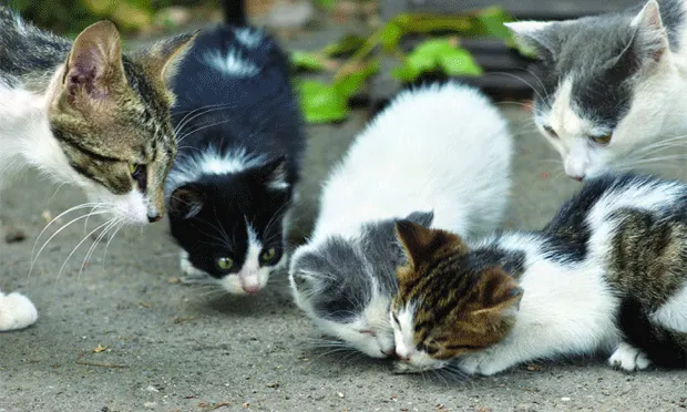 kittens