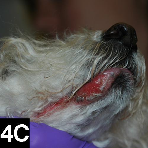 Diagnosing Canine Perioral Dermatitis Clinician s Brief