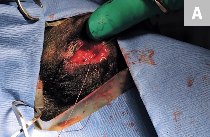 selected slide image