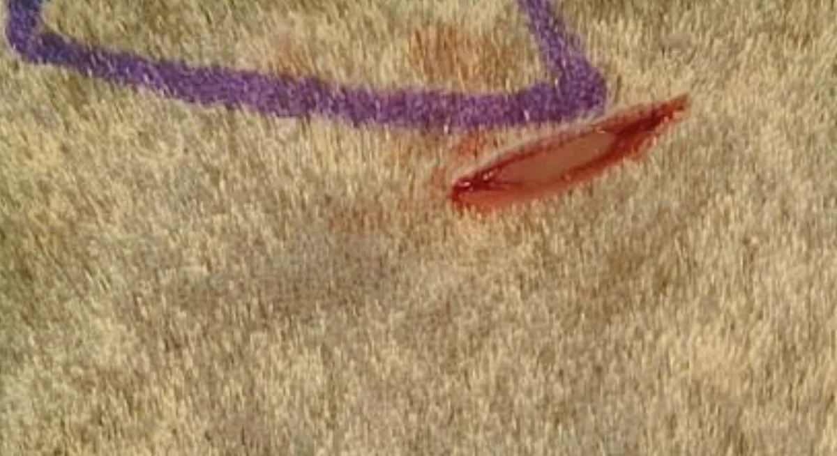 Small incision on the clipped fur of a cat.