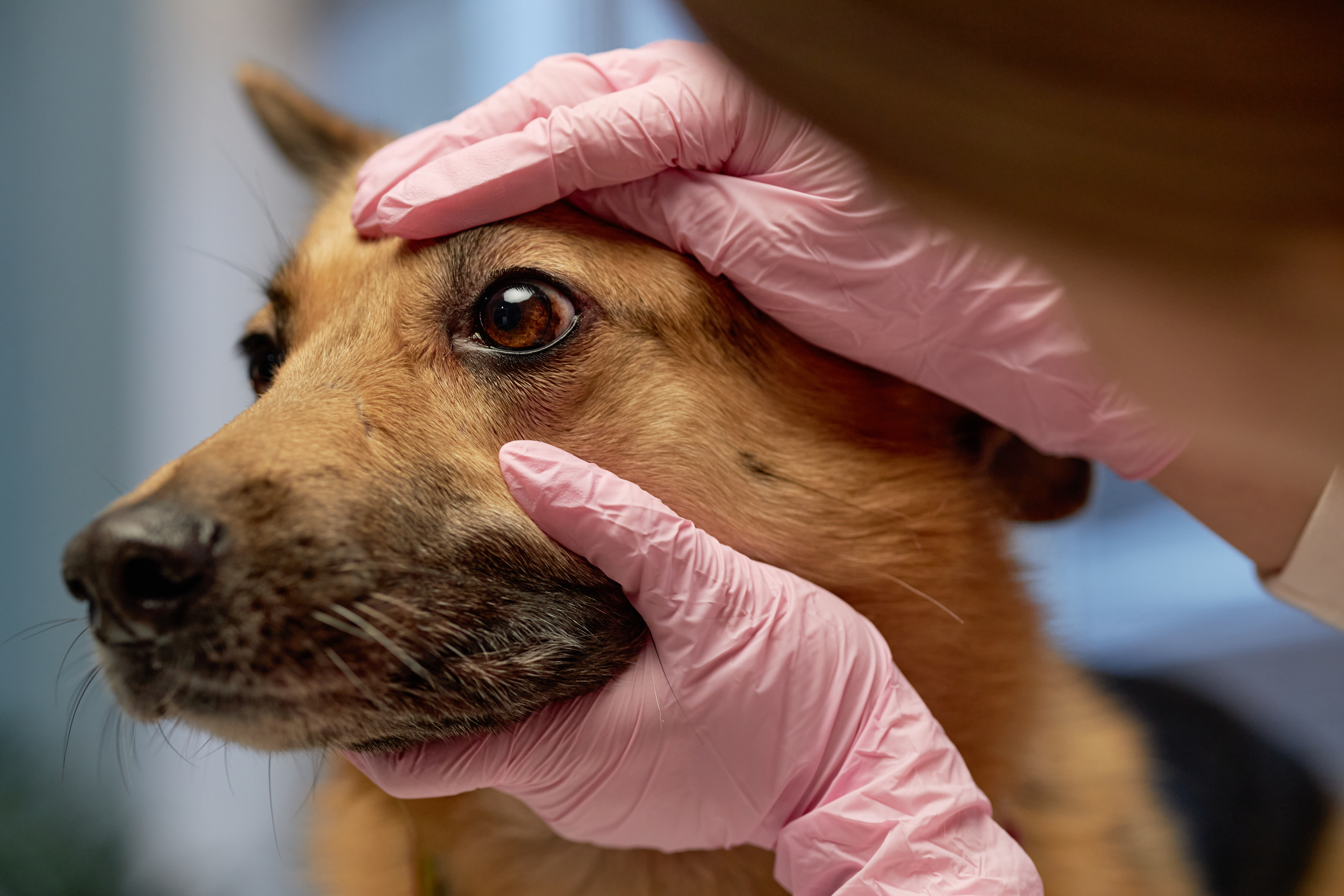 Veterinary Drugs and Therapeutics | Clinician's Brief