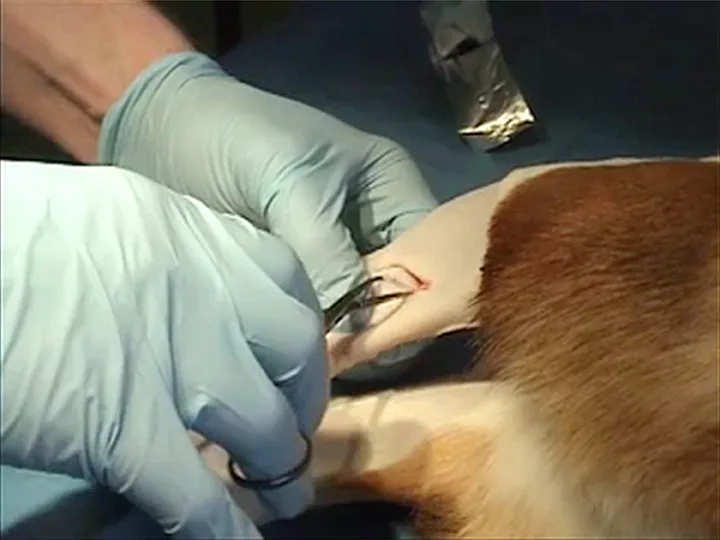 Gloved hands using open hemostats to spread apart incised skin over saphenous vein in a dog.
