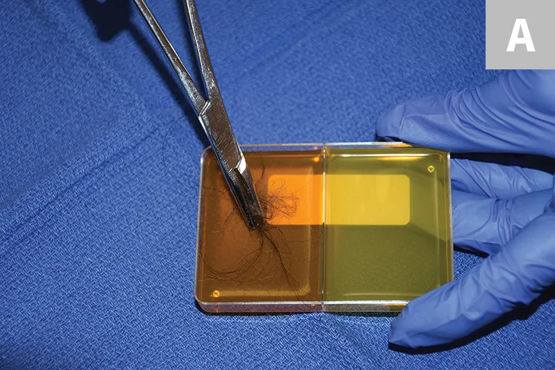 Two images of gloved hands pressing hair samples and toothbrush bristles into agar plate.