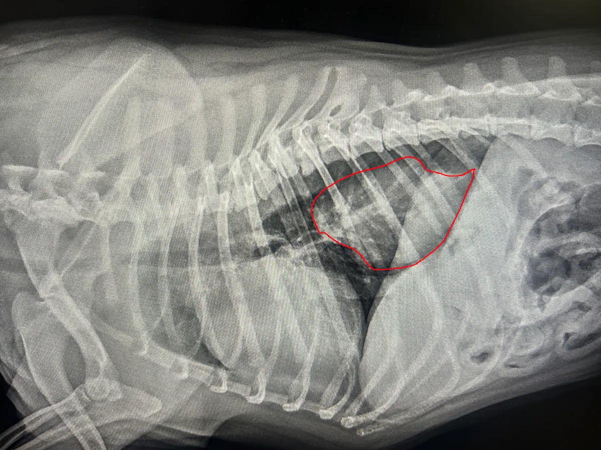 Radiograph of a hiatal hernia in a dog.