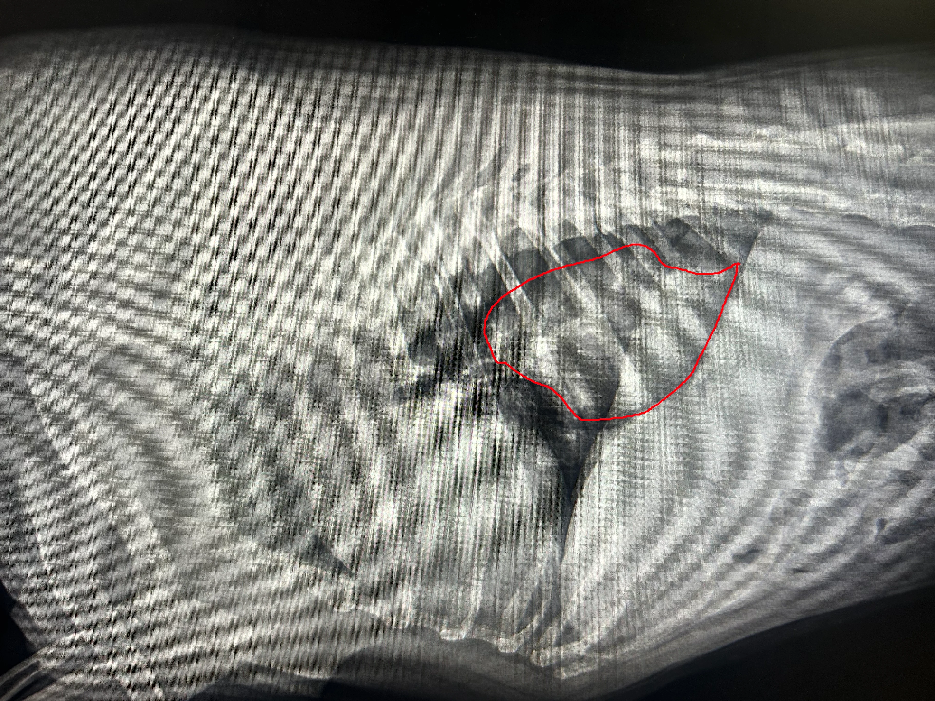 Radiograph of a hiatal hernia in a dog.