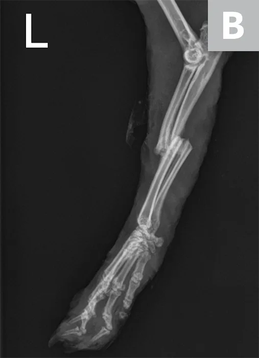 Side-by-side radiographs of mid-forelimb fracture in a rabbit.
